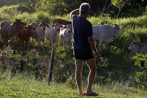 Nearing sunset, Harry looks away from the camera over a barbed wire fence to a line of curious Brahman cattle in a lush paddock